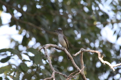 Myiarchus sagrae