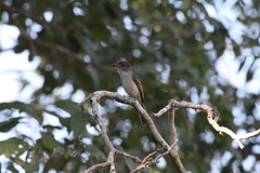 Myiarchus sagrae