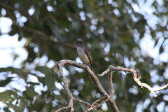 Myiarchus sagrae