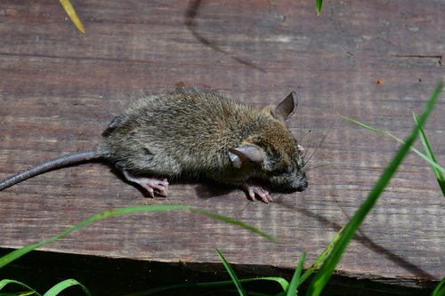 Orizaba Deermouse