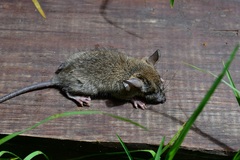 Peromyscus beatae