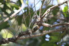 Contopus caribaeus