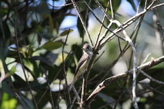 Contopus caribaeus