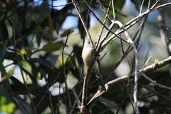 Contopus caribaeus