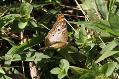 Anartia jatrophae