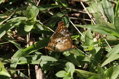 Anartia jatrophae