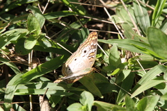 Anartia jatrophae