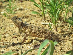 Phrynosoma cornutum