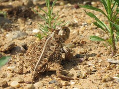 Phrynosoma cornutum