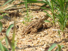 Phrynosoma cornutum