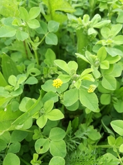 Medicago lupulina
