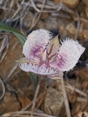 Calochortus elegans nanus