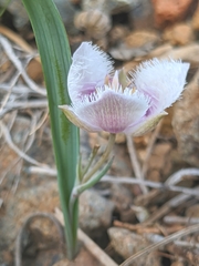 Calochortus elegans nanus