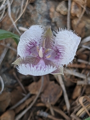 Calochortus elegans nanus