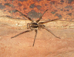 Tasmanicosa godeffroyi