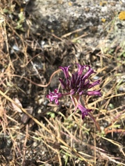 Allium abramsii
