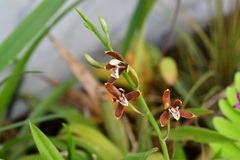 Prosthechea livida