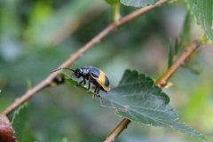 Monocesta ducalis