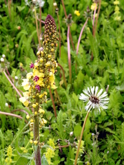 Verbascum alpinum