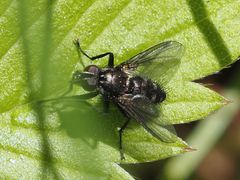 Rhinomorinia sarcophagina