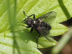 Rhinomorinia sarcophagina