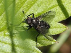 Rhinomorinia sarcophagina