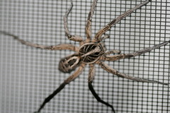 Tasmanicosa godeffroyi