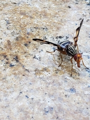 Otitinae
