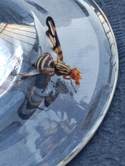 Otitinae