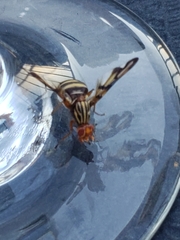 Otitinae