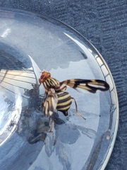 Otitinae