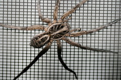 Tasmanicosa godeffroyi