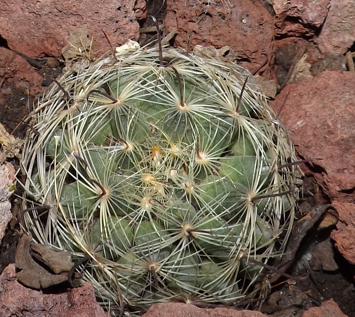 Mammillaria mercadensis  iNaturalist