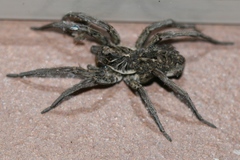 Tasmanicosa godeffroyi