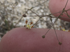 Nemacladus rubescens