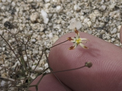 Nemacladus rubescens