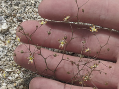 Nemacladus rubescens