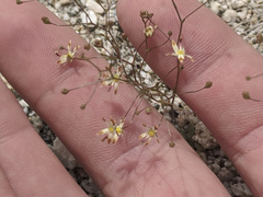 Nemacladus rubescens