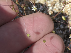 Nemacladus sigmoideus