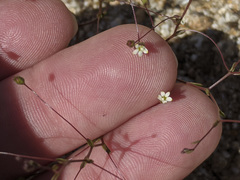 Nemacladus sigmoideus