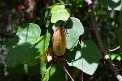 Chiranthodendron pentadactylon