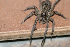 Tasmanicosa godeffroyi