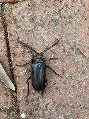 Prionus californicus
