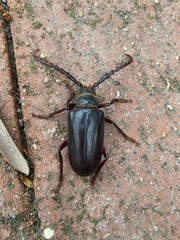 Prionus californicus