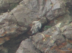 Tetraogallus altaicus