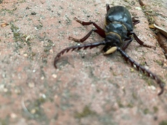 Prionus californicus