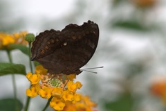 Junonia hedonia ida