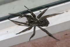 Tasmanicosa godeffroyi