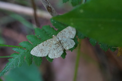 Geometridae