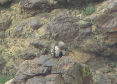 Tetraogallus altaicus